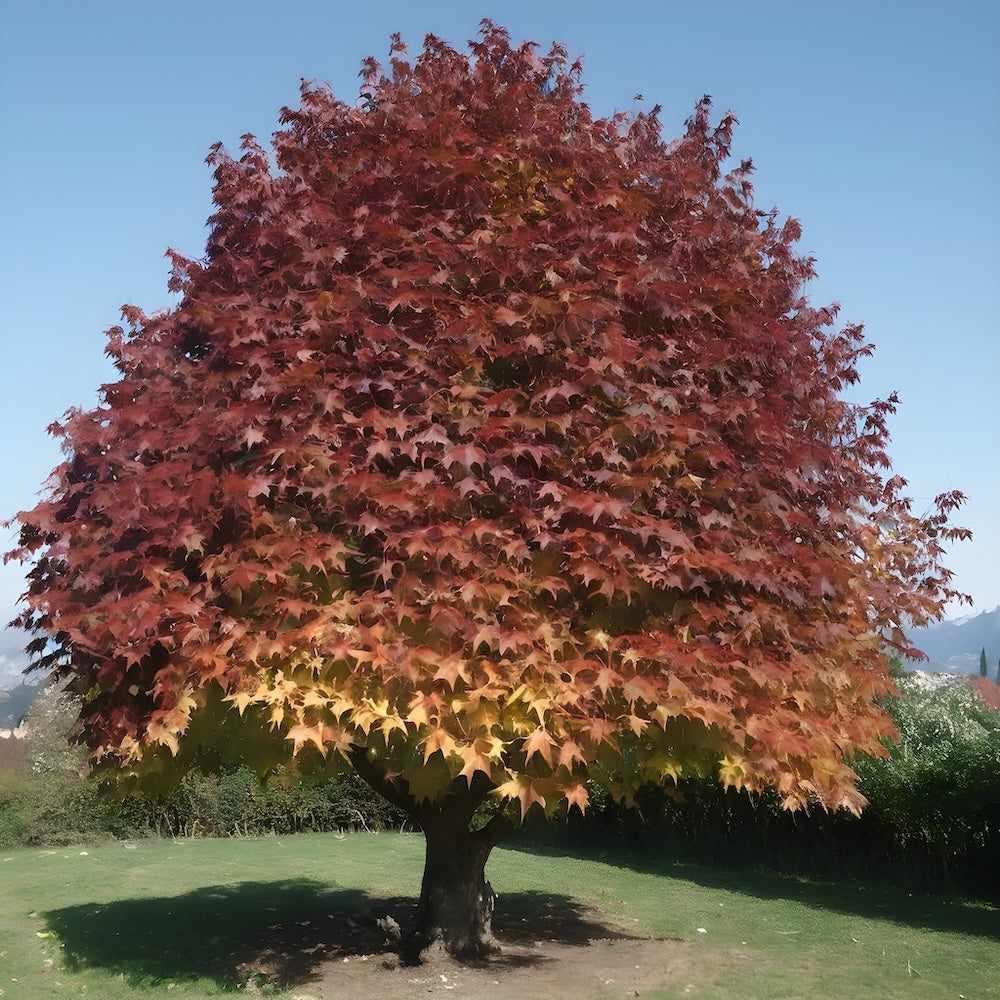 Pianta Albero di LIQUIDAMBAR STYRACIFLUA GUMBALL h60cm vaso18 FOTO REALE