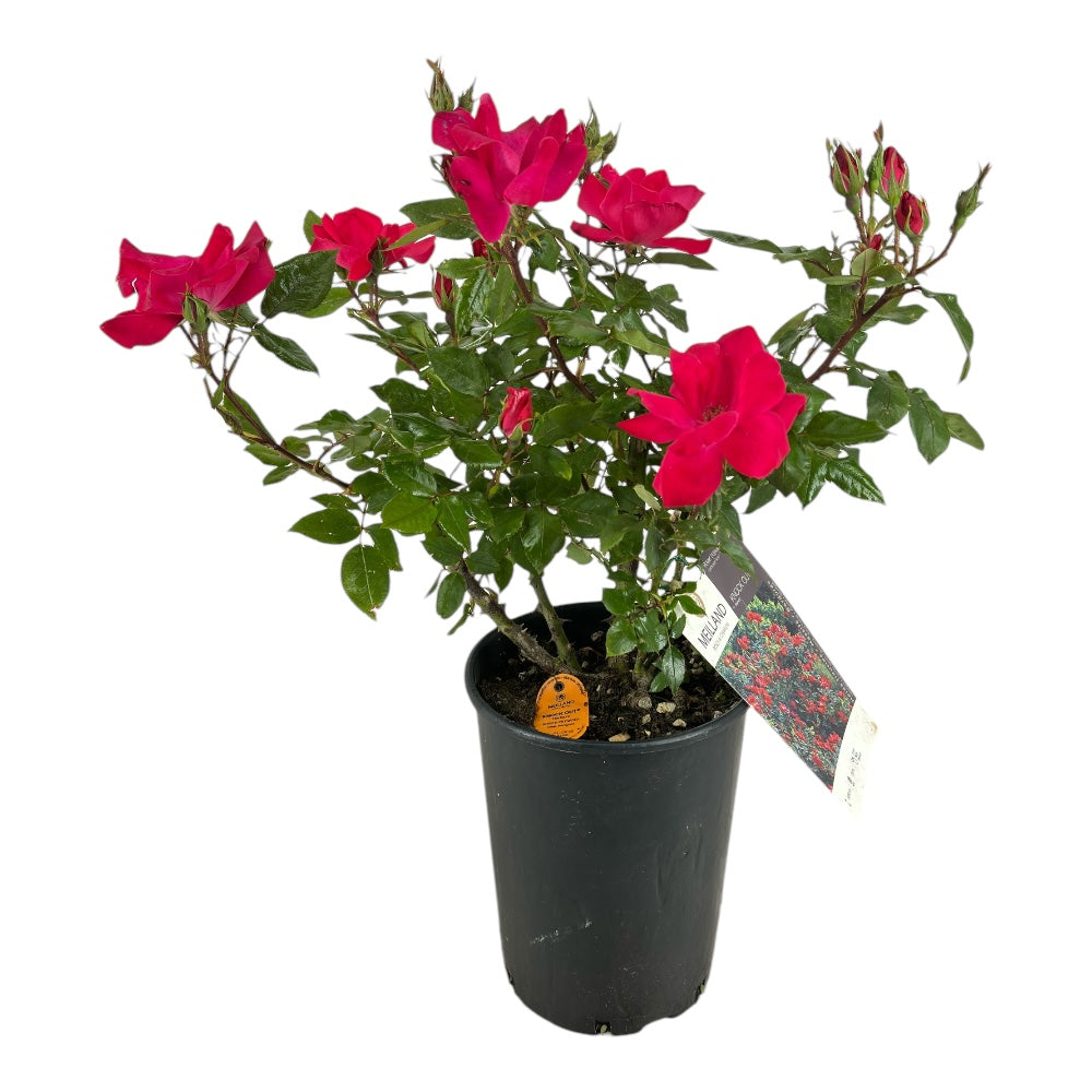 Pianta ROSA BREVETTATA KNOCK OUT ® MEILLAND rossa vera PAESAGISTICA vaso19