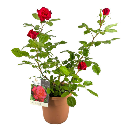 Pianta di ROSA CHERRY EXPLOSION ® MEILLAND RAMPICANTE rosso vaso20 FOTO REALE