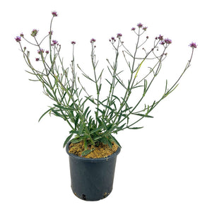 Verbena Bonariensis in vaso 16 cm