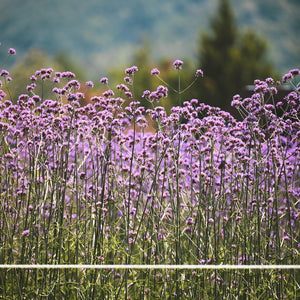 Verbena Bonariensis in vaso 16 cm