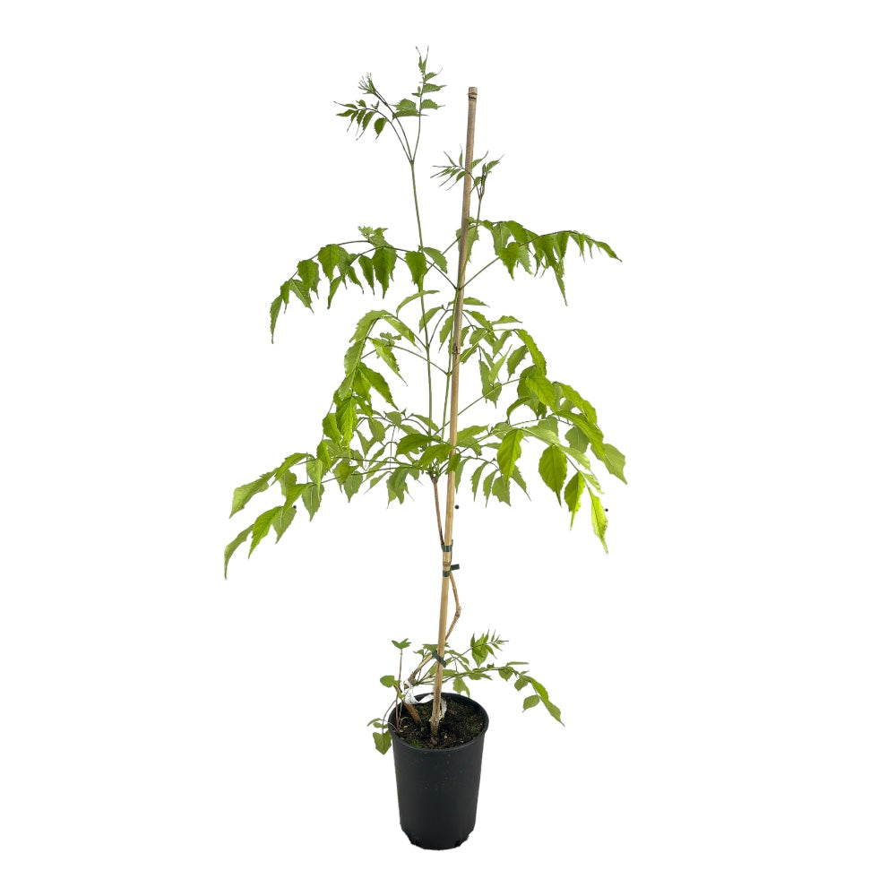 BIGNONIA ROSSA Atropurpurea Tromba d'Angelo H40CM vaso18 FOTO REALE