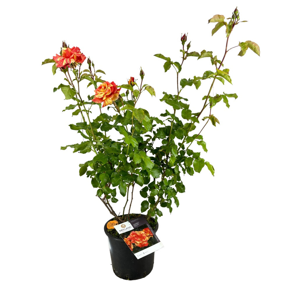 Pianta ROSA BREVETTATA SORBET FRUITE ® RAMPICANTE arancio MEILLAND PROFUMATA