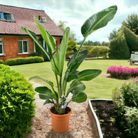 Pianta di STERLIZIA AUGUSTA ALBA NICCOLAI fiore bianco h150cm FOTO REALE VASO24