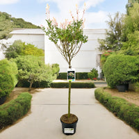 SALIX INTEGRA HAKURO NISHIKI Salice giappone ROSA h90cm vaso17 FOTO REALE