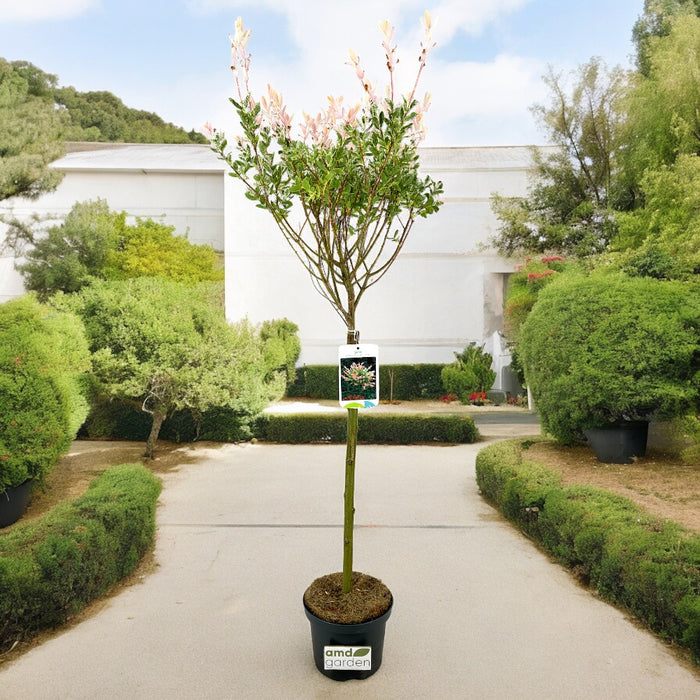 SALIX INTEGRA HAKURO NISHIKI Salice giappone ROSA h90cm vaso17 FOTO REALE