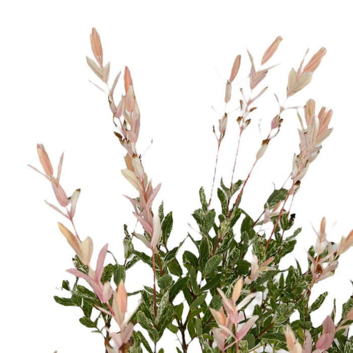 SALIX INTEGRA HAKURO NISHIKI Salice giappone ROSA h90cm vaso17 FOTO REALE