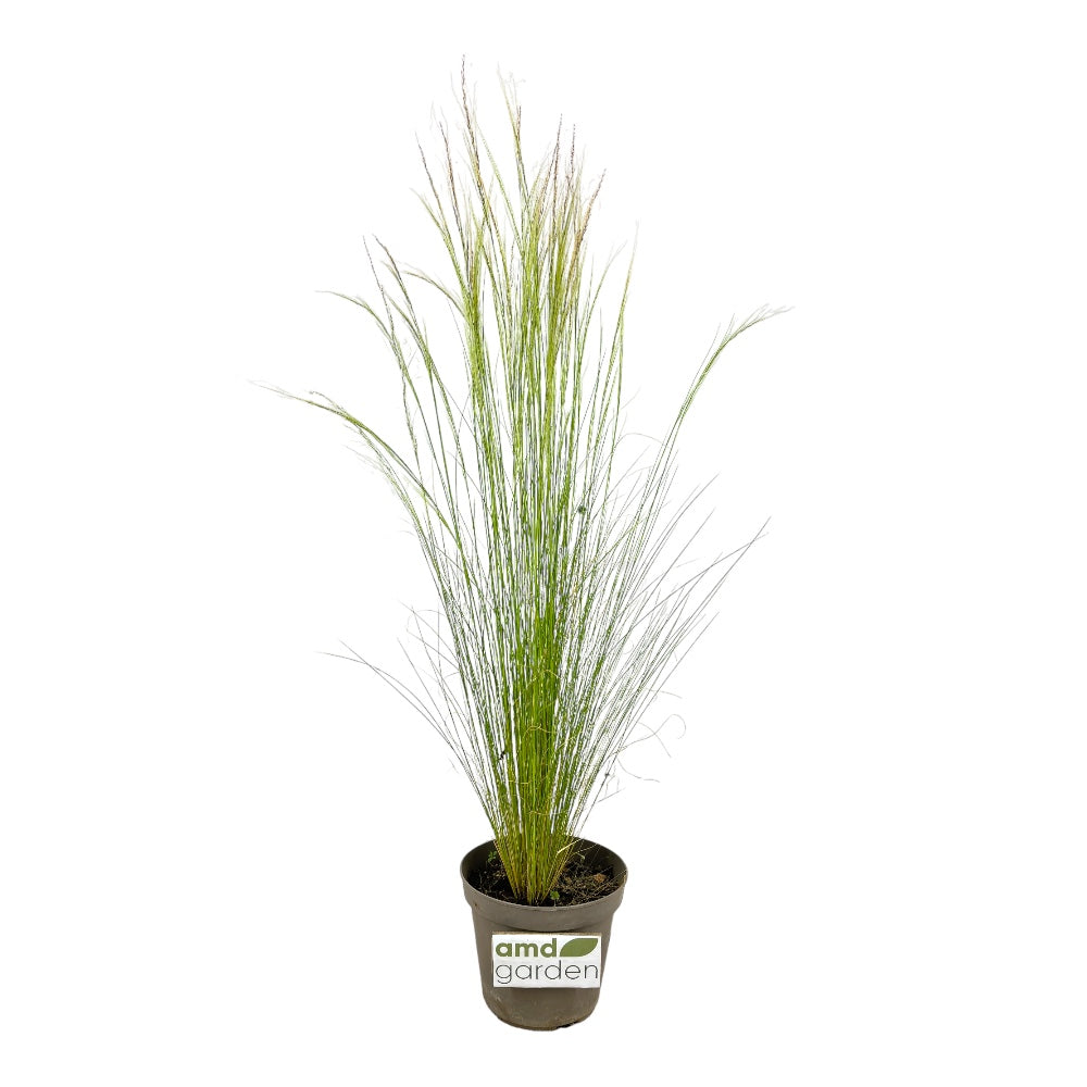 STIPA TENUISSIMA Capelli dell'Angelo VERA in vaso in vaso 16 cm FOTO REALE