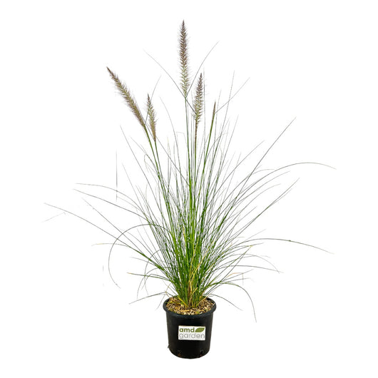 Pianta di PENNISETUM ALOPECUROIDES Erba delle Fontane H50CM Pampas FOTO REALE