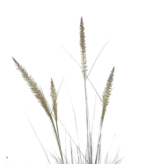 Pianta di PENNISETUM ALOPECUROIDES Erba delle Fontane H50CM Pampas FOTO REALE