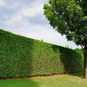 Kit-Prato e Siepi, Prodotti per la Manutenzione e Sana Crescita di prato e Giardino