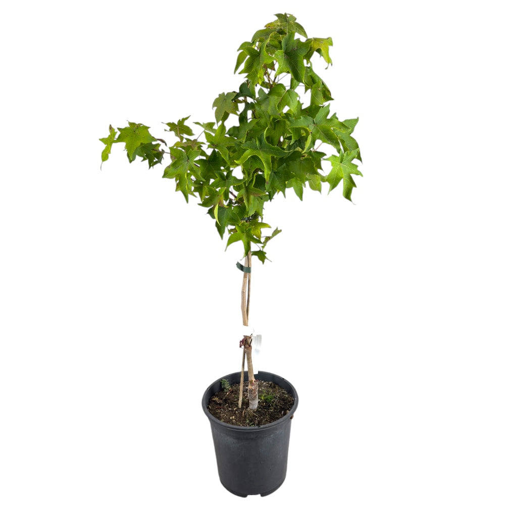 Pianta Albero di LIQUIDAMBAR STYRACIFLUA GUMBALL h60cm vaso18 FOTO REALE