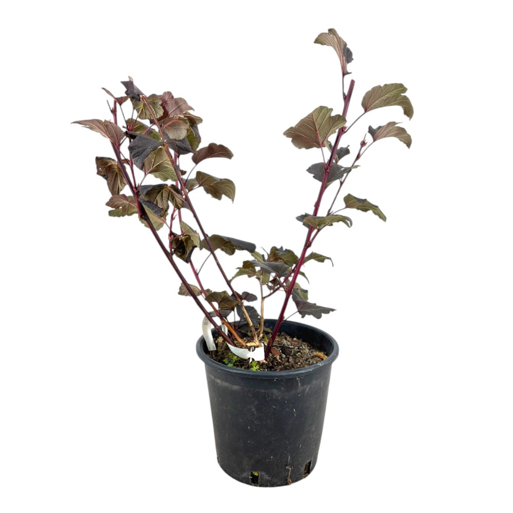 Pianta di PHYSOCARPUS DIABOLO Sambuco Americano h40cm vaso18 FOTO REALE