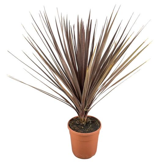 Pianta di CORDYLINE AUSTRALIS ATROPURPUREA rossa h60 vaso18 FOTO REALE