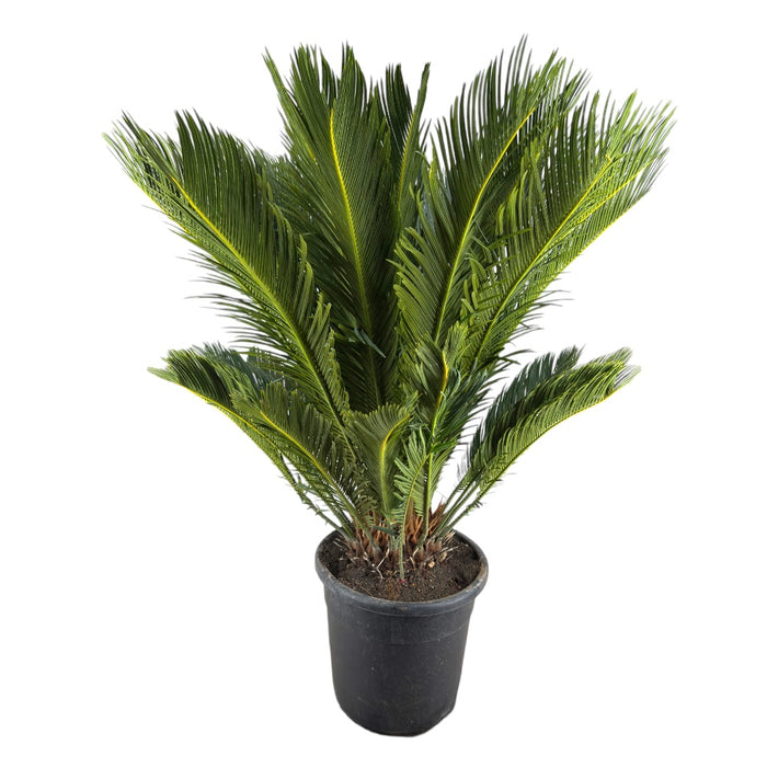 Pianta di CYCAS REVOLUTA palma nana IN VASO 28 CM h90 cm FOTO REALE