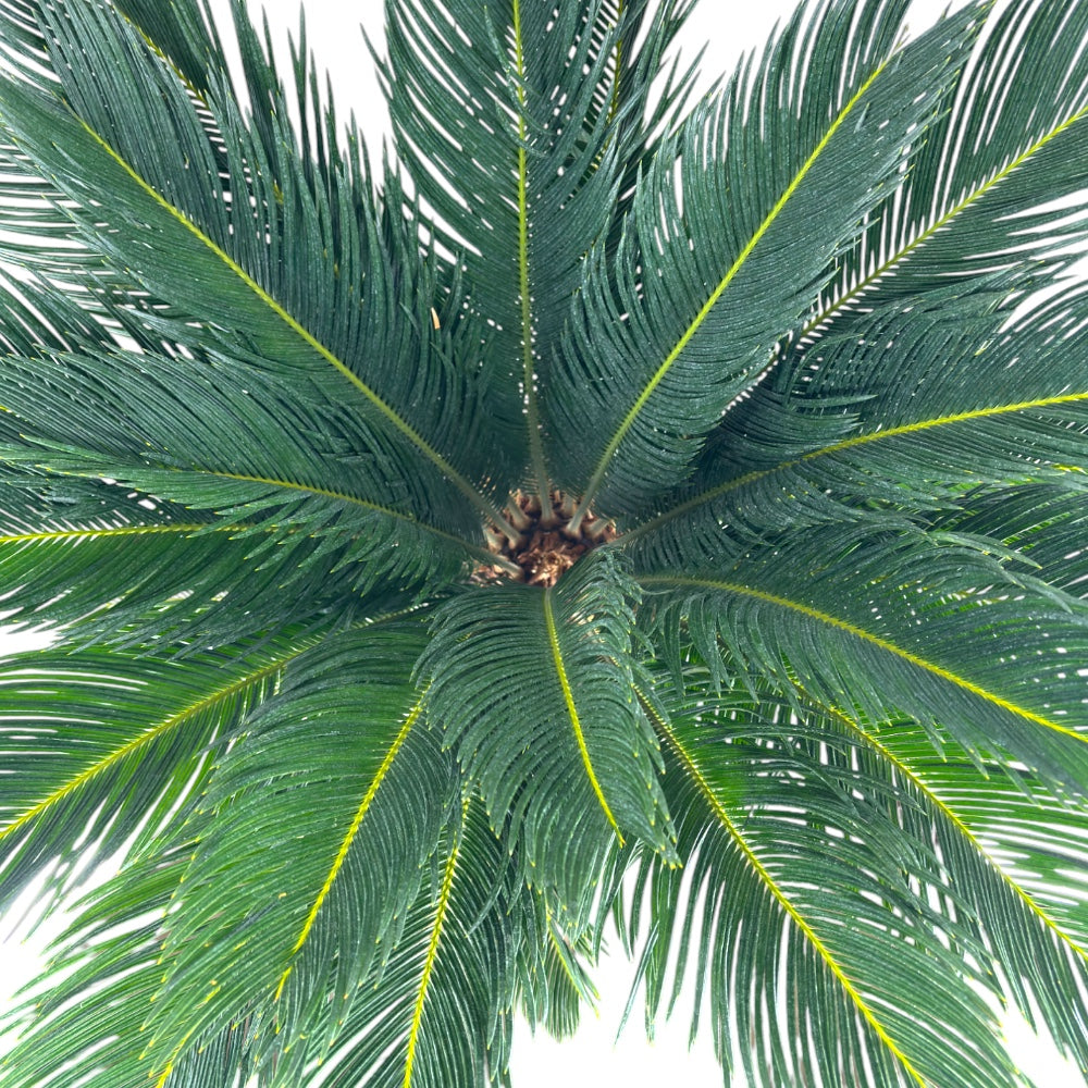 Pianta di CYCAS REVOLUTA palma nana IN VASO 28 CM h90 cm FOTO REALE