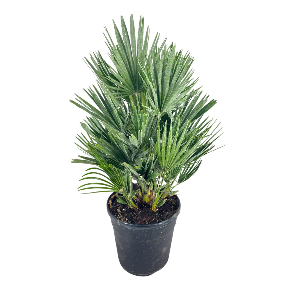 Pianta di CHAMAEROPS HUMILIS COMPACTA palma compatta h70cm vaso22 FOTO REALE