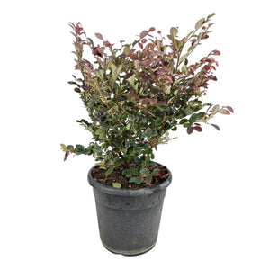 Pianta di LOROPETALUM CHINENSIS BLACK PEARL Porpora IN VASO 24 CM FOTO REALE