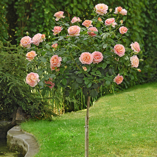 Pianta ROSA BREVETTATA ELLE ®MEILLAND gialla rosa ALBERELLO vaso24 FOTO REALE