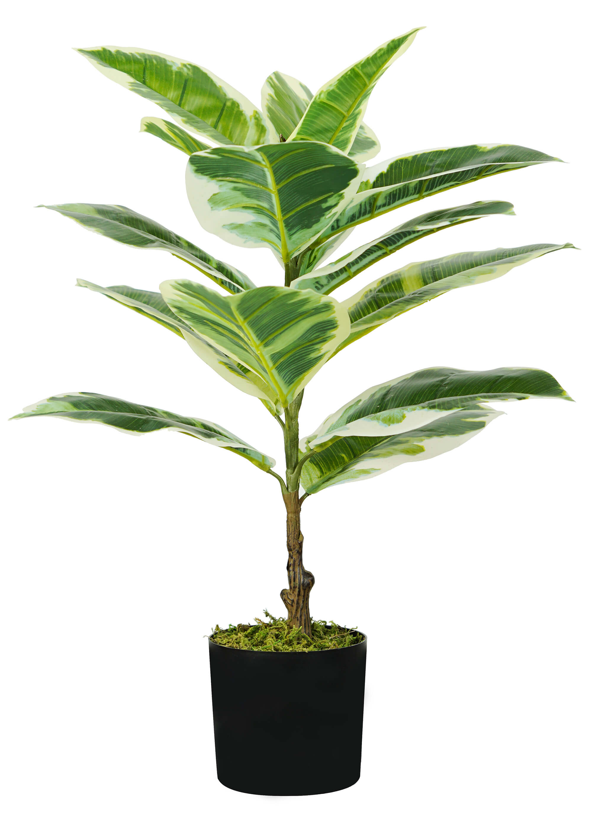 Pianta Artificiale Ficus Elastica H65 cm con Vaso Verde