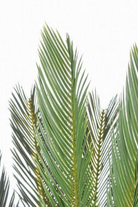 Pianta Artificiale Palma Cycas 28 Foglie H120 con Vaso Verde