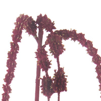 Set 12 Amaranthus Caudato Artificiali a 4 Diramazioni Altezza 112 cm Marrone/Ciliegia/Bordeaux