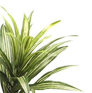 Set 3 Dracena Artificiale con 141 Foglie Altezza 83 cm Verde