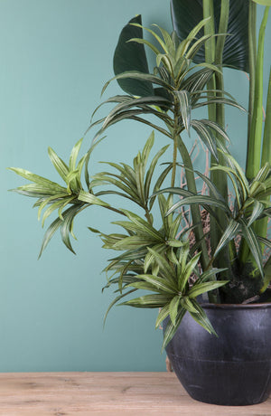 Set 3 Dracena Artificiale con 141 Foglie Altezza 83 cm Verde