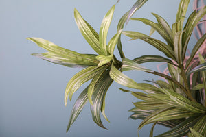 Set 3 Dracena Artificiale con 141 Foglie Altezza 83 cm Verde