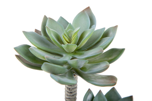 Set 3 Succulent Artificiale a 2 Diramazioni Altezza 22 cm Grigio