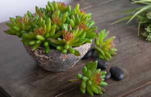 Set 6 Crassula Cactus Artificiale Altezza 9 cm Verde