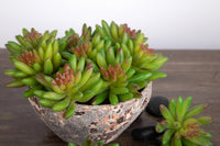 Set 6 Crassula Cactus Artificiale Altezza 9 cm Verde