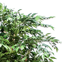 Ficus Weeping Artificiale con 2821 Foglie Altezza 152 cm Verde