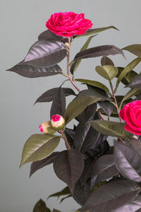 Albero di Camelia Artificiale con 678 Foglie e 28 Fiori Altezza 143 cm Rosa