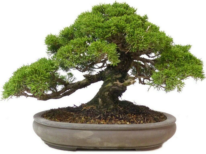 TERRICCIO terra specifico PER BONSAI alta qualità VITAFLOR LT 10 rinvaso