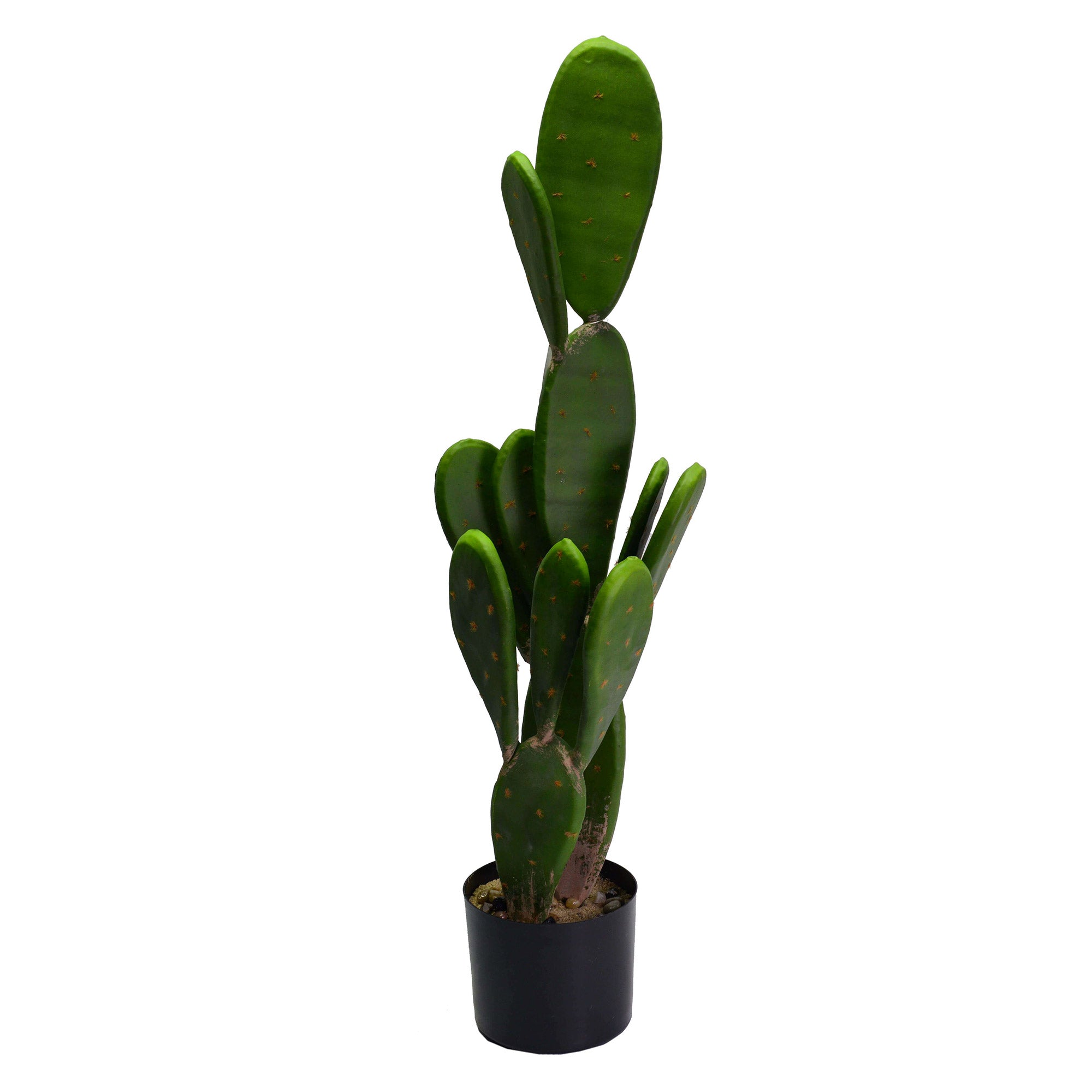 Pianta cactus con vaso tondo cm Ø14xh84