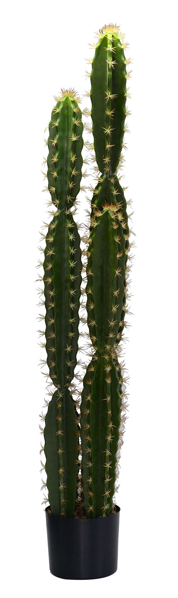 Pianta cactus con vaso tondo cm Ø18xh124