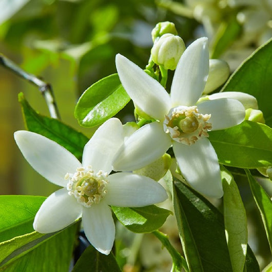 Pianta Albero di CLEMENTINO SICILIANO Clementina SENZA SEMI vaso 18 FOTO REALE