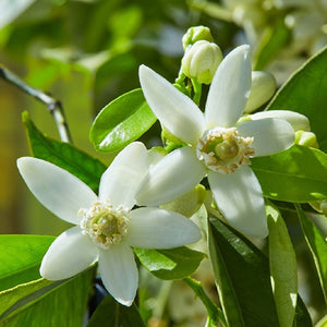 Pianta Albero di LIMONE LIME DI TAHITI agrumi in vaso 20 h 50/70 cm FOTO REALE