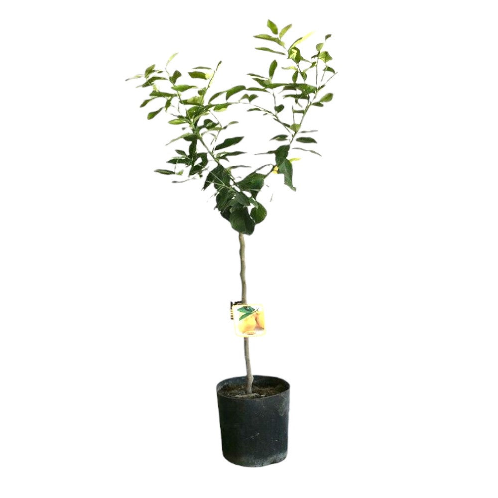 PIANTA albero LIMONE LUNARIO 4 STAGIONI VASO18CM agrumi sicilia h130cm FOTO REAL