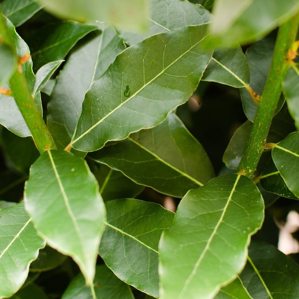 PIANTA di ALLORO AD ALBERELLO Laurus Nobilis VASO 20CM H 100 CM FOTO REALE