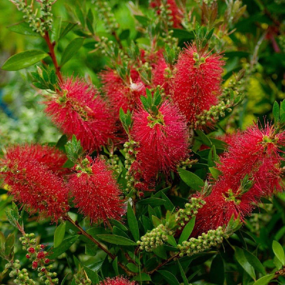 Pianta CALLISTEMON RED CITRINUS Spazzolino rossoALBERELLO VASO 20 CM FOTO REALE