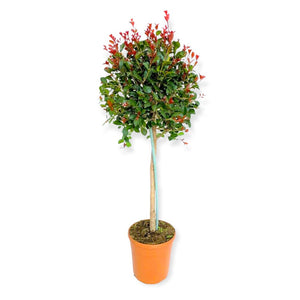 Pianta di EUGENIA ETNA FIRE ornamentale AD ALBERELLO fuoco dell'etna VASO 20 CM