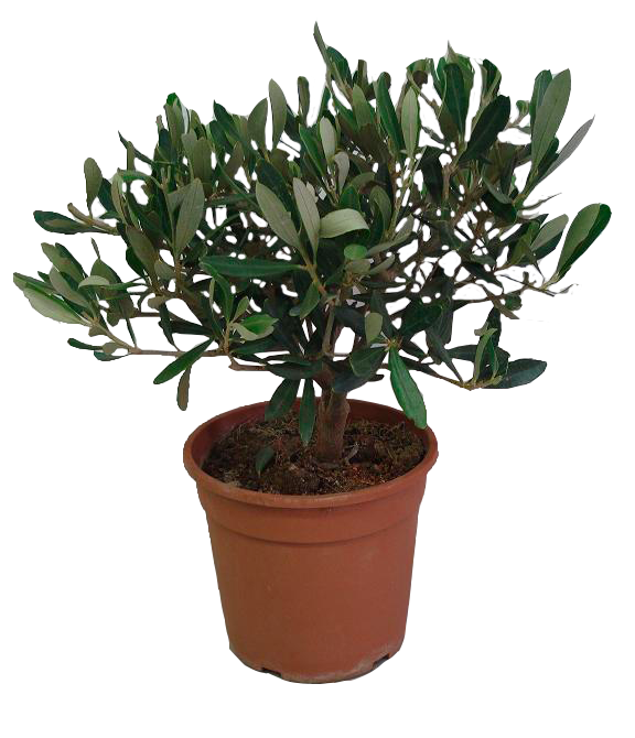 Pianta di OLIVO BONSAI olea Europea OLIVO CIPRESSINO in vaso 16 cm FOTO REALE