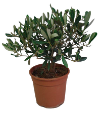 Pianta di OLIVO BONSAI olea Europea OLIVO CIPRESSINO in vaso 16 cm FOTO REALE