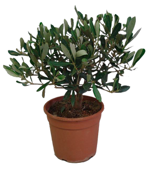 Pianta di OLIVO BONSAI olea Europea OLIVO CIPRESSINO in vaso 16 cm FOTO REALE