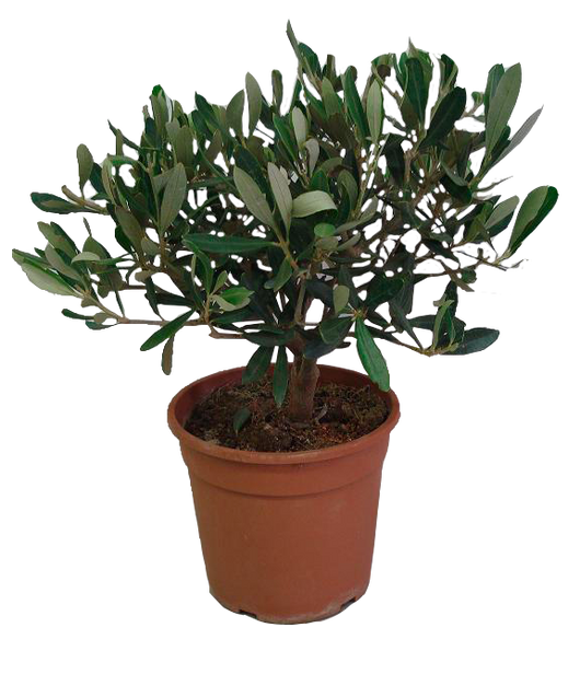 Pianta di OLIVO BONSAI olea Europea OLIVO CIPRESSINO in vaso 16 cm FOTO REALE