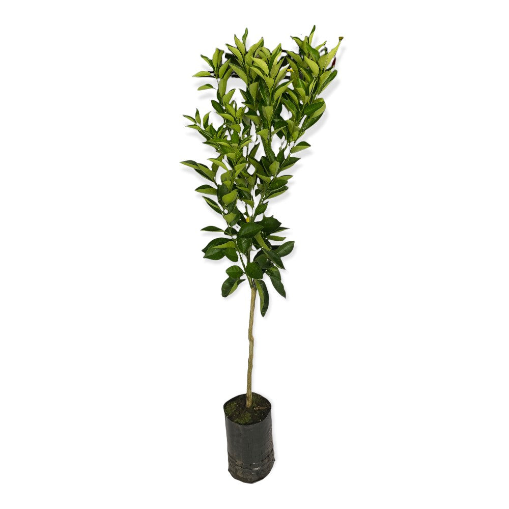 Pianta Albero di CEDRO LIMONE PIRETTO peretto in vaso 18 cm FORO REALE