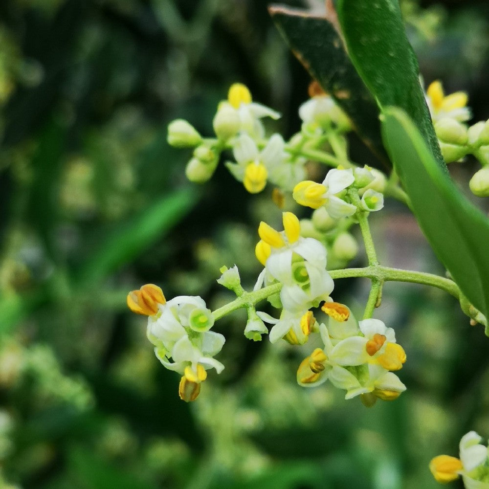 Olivo Noce del Belice in fitocella