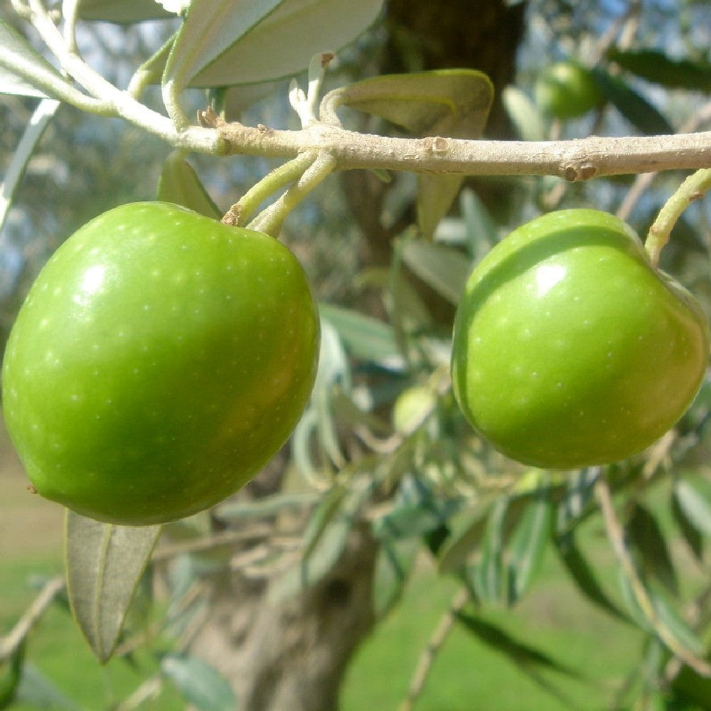 Olivo Noce del Belice in fitocella